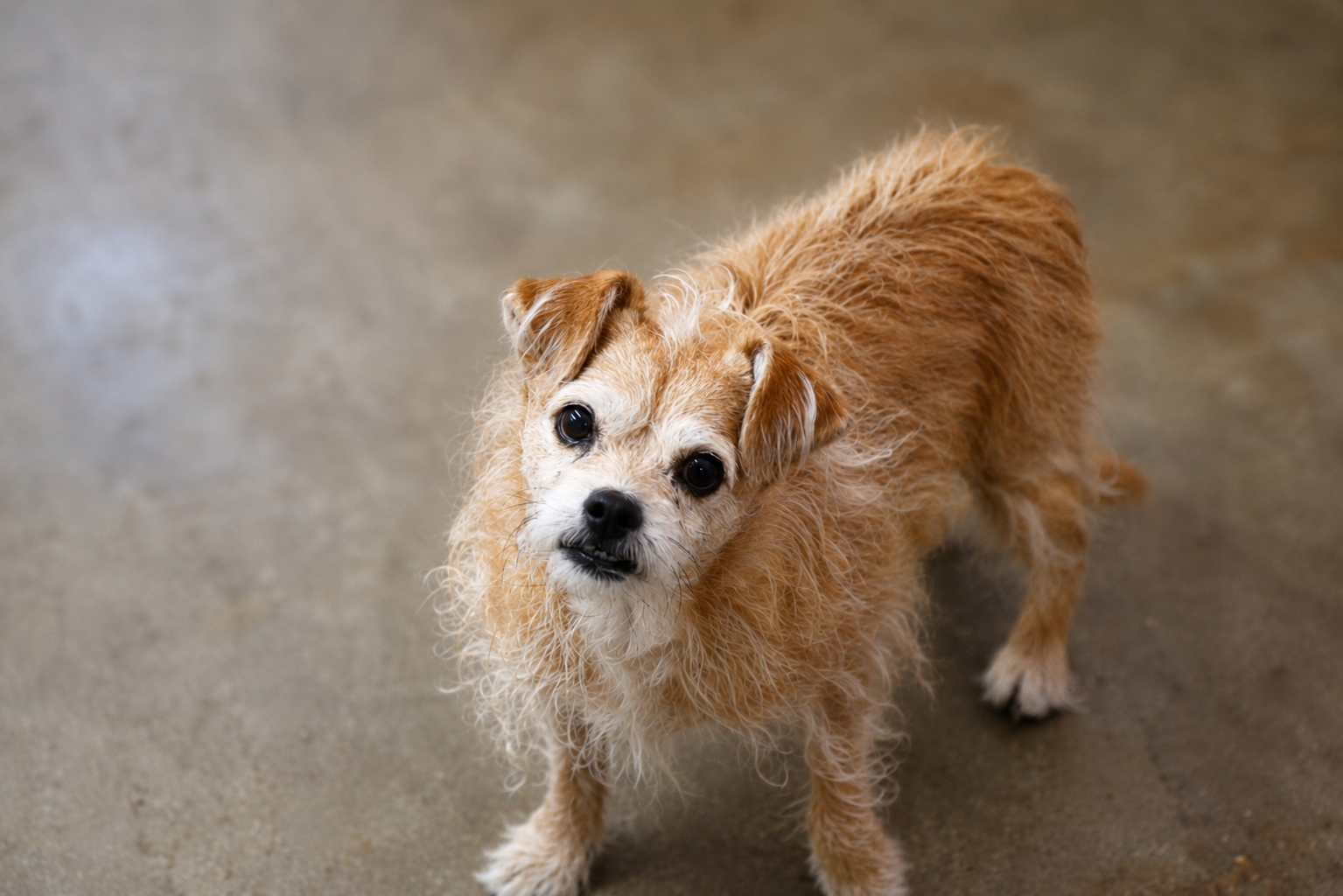 Small dog portrait